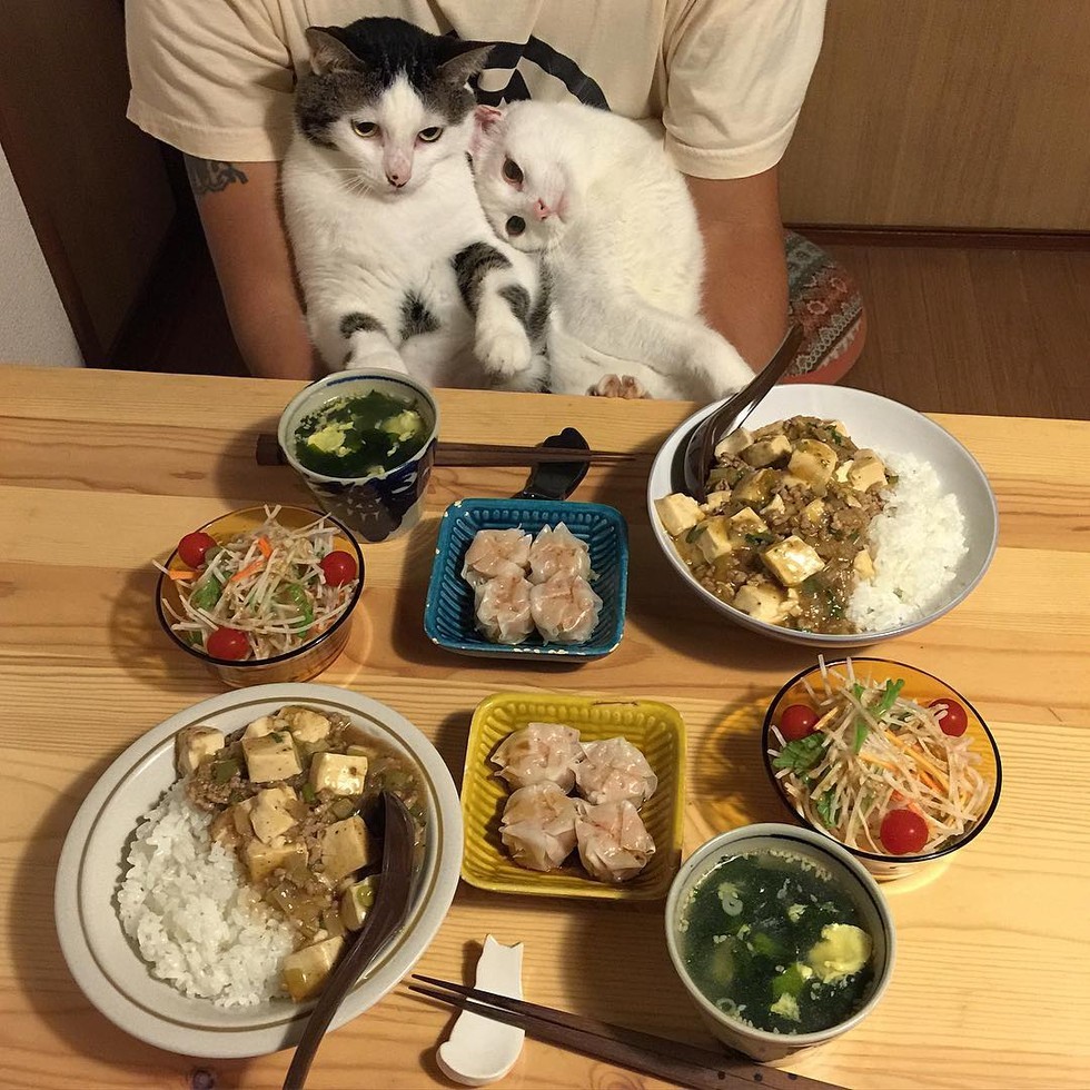 Обед прикол. Котик с едой. Домашняя еда. Кот за столом с едой. Кошки за едой.
