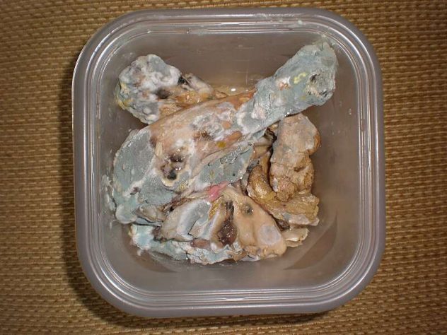 Moldy_chicken